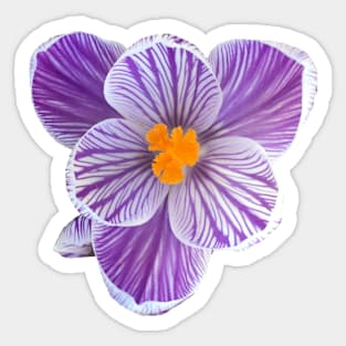 Stripy Purple Crocus Sticker